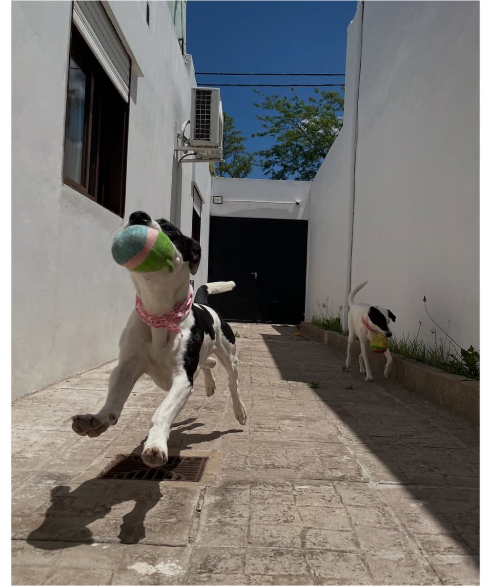 Camila Suster tweet media