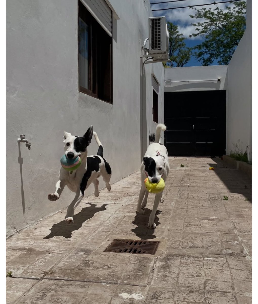 Camila Suster tweet media