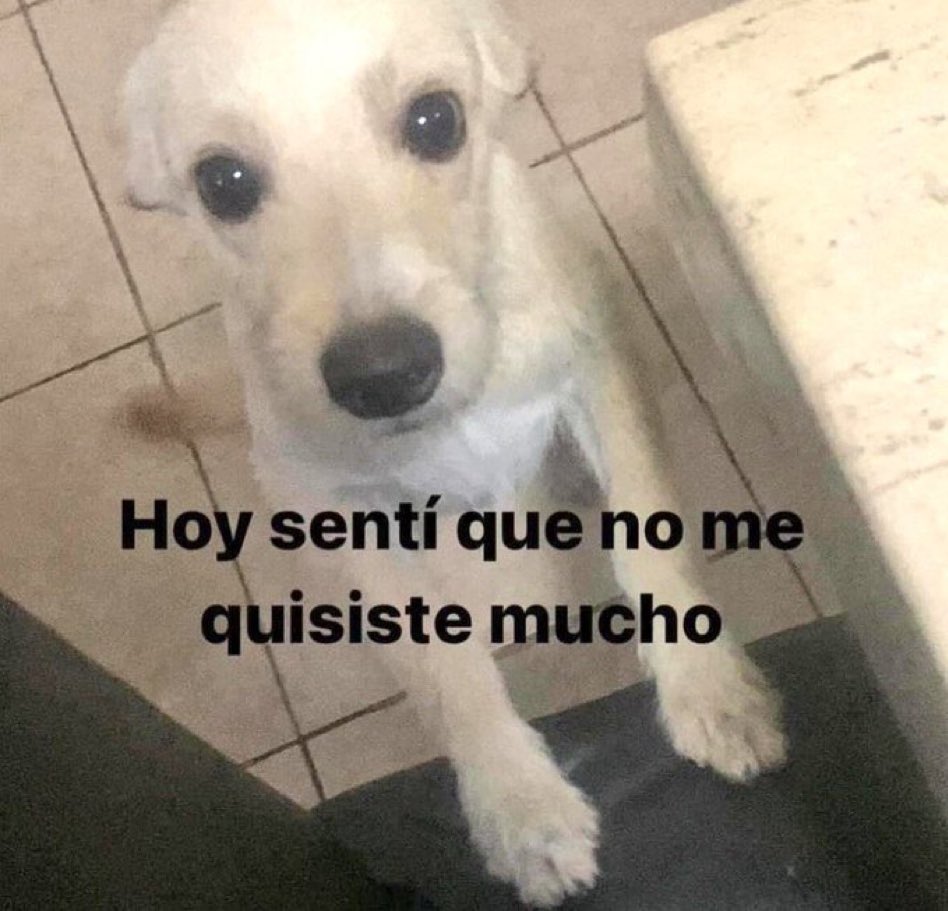 Mi perrito cuando me pongo a hacer otra cosa, en vez de acariciarlo: