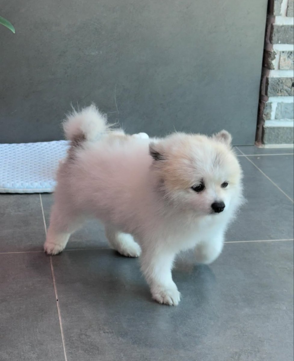 As an old tradition of mine, as soon as December comes along I get sick. Every single year, as clockwork. But this time I have some company - meet Benji. My little energetic fluff ball.