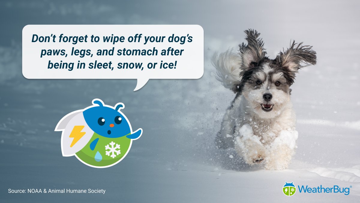 WeatherBug's tweet photo. Winter can be ruff on your pet. Don’t forget to take care of them after walking in ice or snow! 🐾❄️ #knowbefore https://t.co/r38yv2VuDG