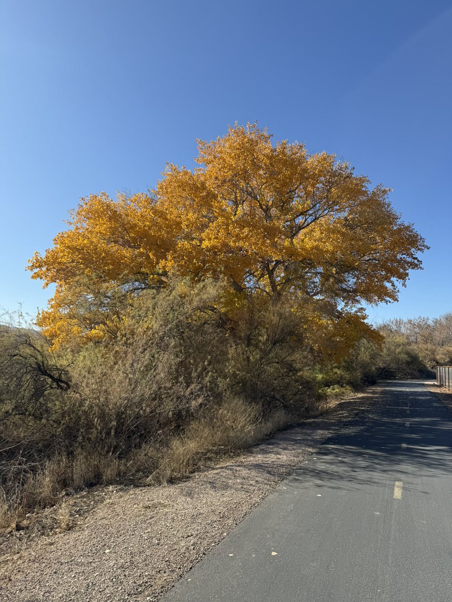 aspenfoxtracks's tweet photo. Well, one benefit of being sick and unable to play hockey is that I’ll be back on #parkchat tonight…assuming I remember its start in MST lol.  Never fully adjusted to that just like foliage like this in December will never fully make sense. Looking forward to it regardless. :) https://t.co/mdc980e1LM
