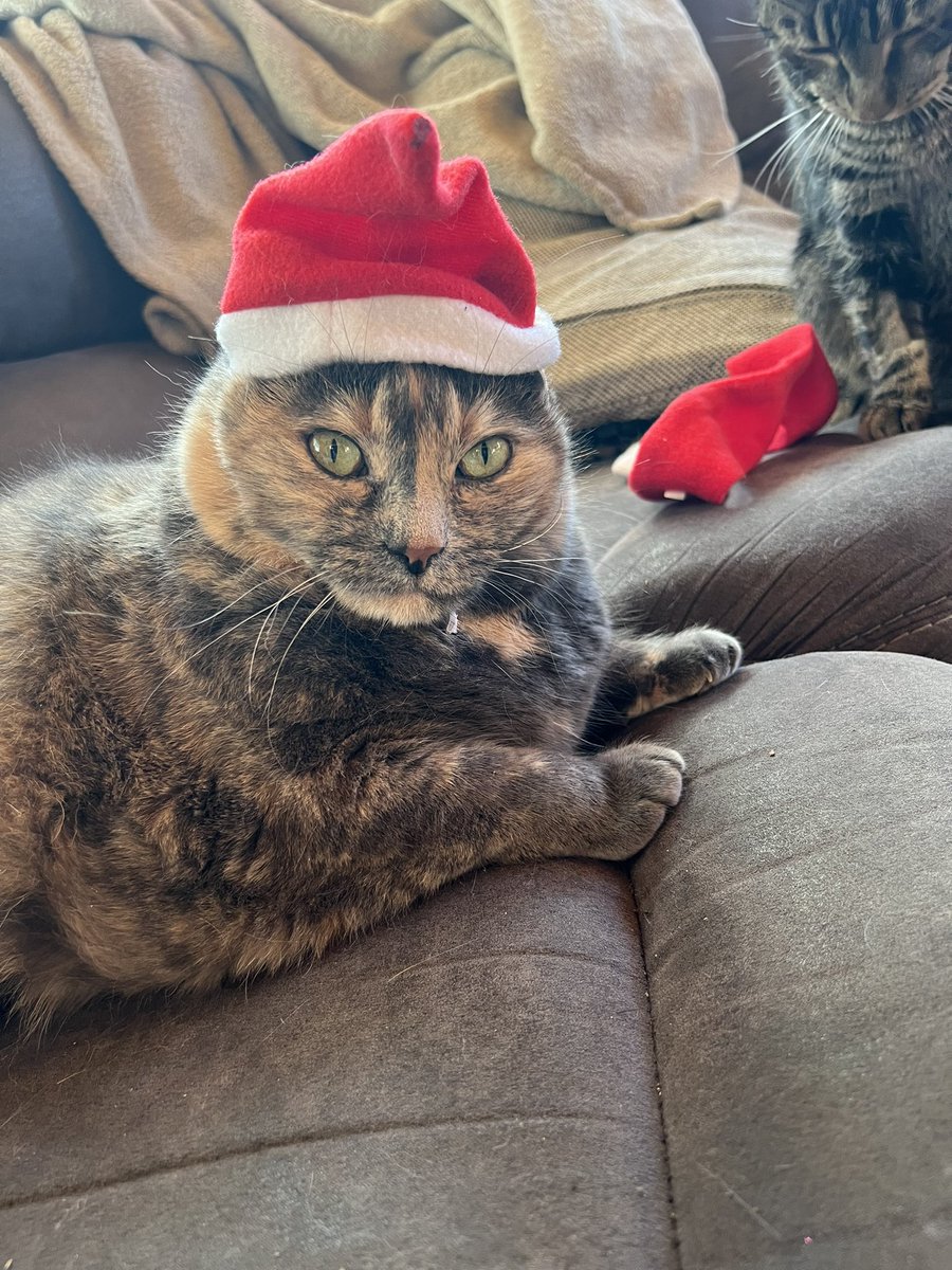 AprilChurchil28's tweet photo. @poorlycatdraw A less than impressed Cosmo getting ready for Santa Paws https://t.co/h38LJclmS4