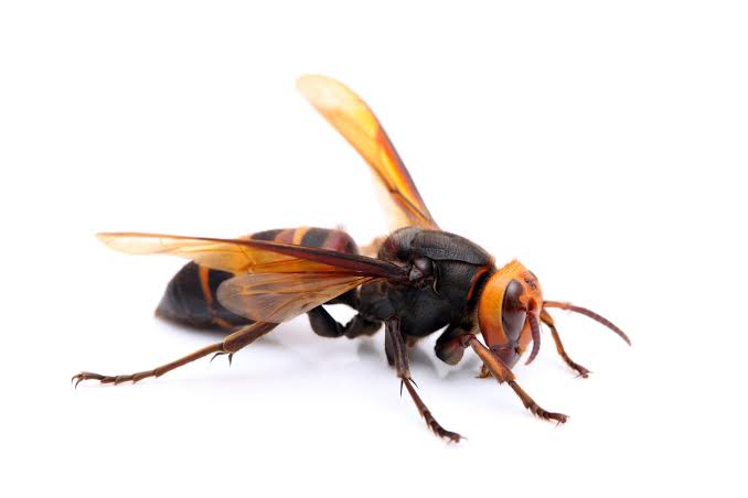 Hornet