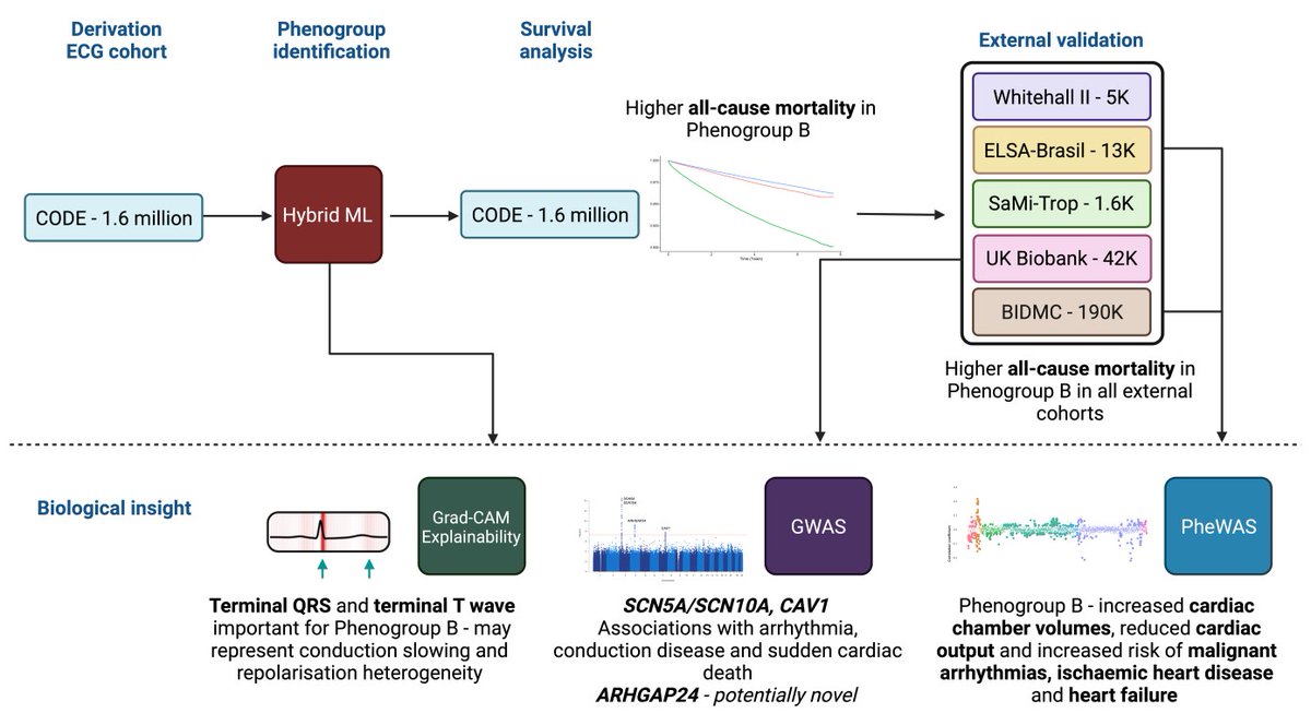 Circ: CQO (@circoutcomes) on Twitter photo Phenogroups derived using neural network-derived ECG features can predict future cardiovascular disease and death <a href="/arunsau_/">Arun Sau</a> <a href="/DrFuSiongNg/">Fu Siong Ng</a> <a href="/drjamesware/">James Ware</a> <a href="/estercsabino/">Ester C Sabino</a> <a href="/DrMArdissino/">Maddalena Ardissino</a> <a href="/KathrynMcGurk/">Kathryn McGurk</a> <a href="/ahortaribeiro/">Antรดnio Horta Ribeiro</a>
<a href="/SeanLZheng/">Sean Zheng</a> <a href="/LiborPastika/">Libor Pastika</a> <a href="/junyu0chen/">Jun Yu Chen</a> ahajrnls.org/41vD8yP Phenogroups derived using neural network-derived ECG features can predict future cardiovascular disease and death <a href="/arunsau_/">Arun Sau</a> <a href="/DrFuSiongNg/">Fu Siong Ng</a> <a href="/drjamesware/">James Ware</a> <a href="/estercsabino/">Ester C Sabino</a> <a href="/DrMArdissino/">Maddalena Ardissino</a> <a href="/KathrynMcGurk/">Kathryn McGurk</a> <a href="/ahortaribeiro/">Antรดnio Horta Ribeiro</a>
<a href="/SeanLZheng/">Sean Zheng</a> <a href="/LiborPastika/">Libor Pastika</a> <a href="/junyu0chen/">Jun Yu Chen</a> ahajrnls.org/41vD8yP