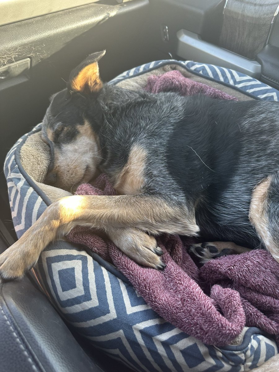 krubhart's tweet photo. Doggo https://t.co/SPbSayS51R