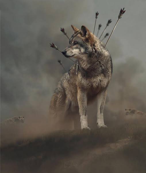 “Kurt kışı geçiremiyor, yediği ayazları da unutamıyor. Bu ara sıkıntıları var kurdun”