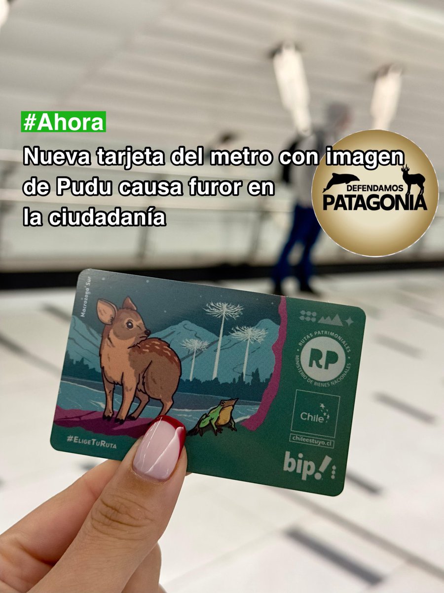 DefendamsChiloe's tweet photo. Nueva tarjeta de metro con imagen de pudu causa furor en la ciudadanía en la capital . 

Esperamos ayude a que la gente conozca nuestra hermosa fauna silvestre y las grandes problemáticas que están amenazandolas.

#LeyPudini conservación de fauna silvestre de chile ahora ya 

@metrodesantiago 
@Maisa_Rojas 
@MTTChile 
@velosodiputada @GaelDiputada @JaimeSaezQuiroz @diputada_yovana
