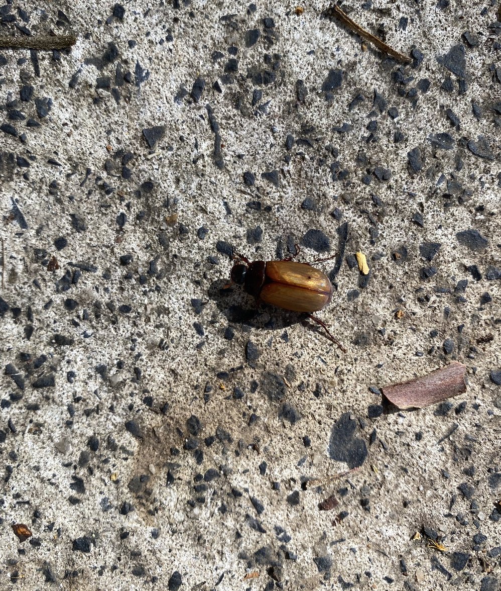 GM GM

Christmas beetles have arrived.
Bitcoin keeps bitcoining.
Body keeps healing.

Happy silly season folks!