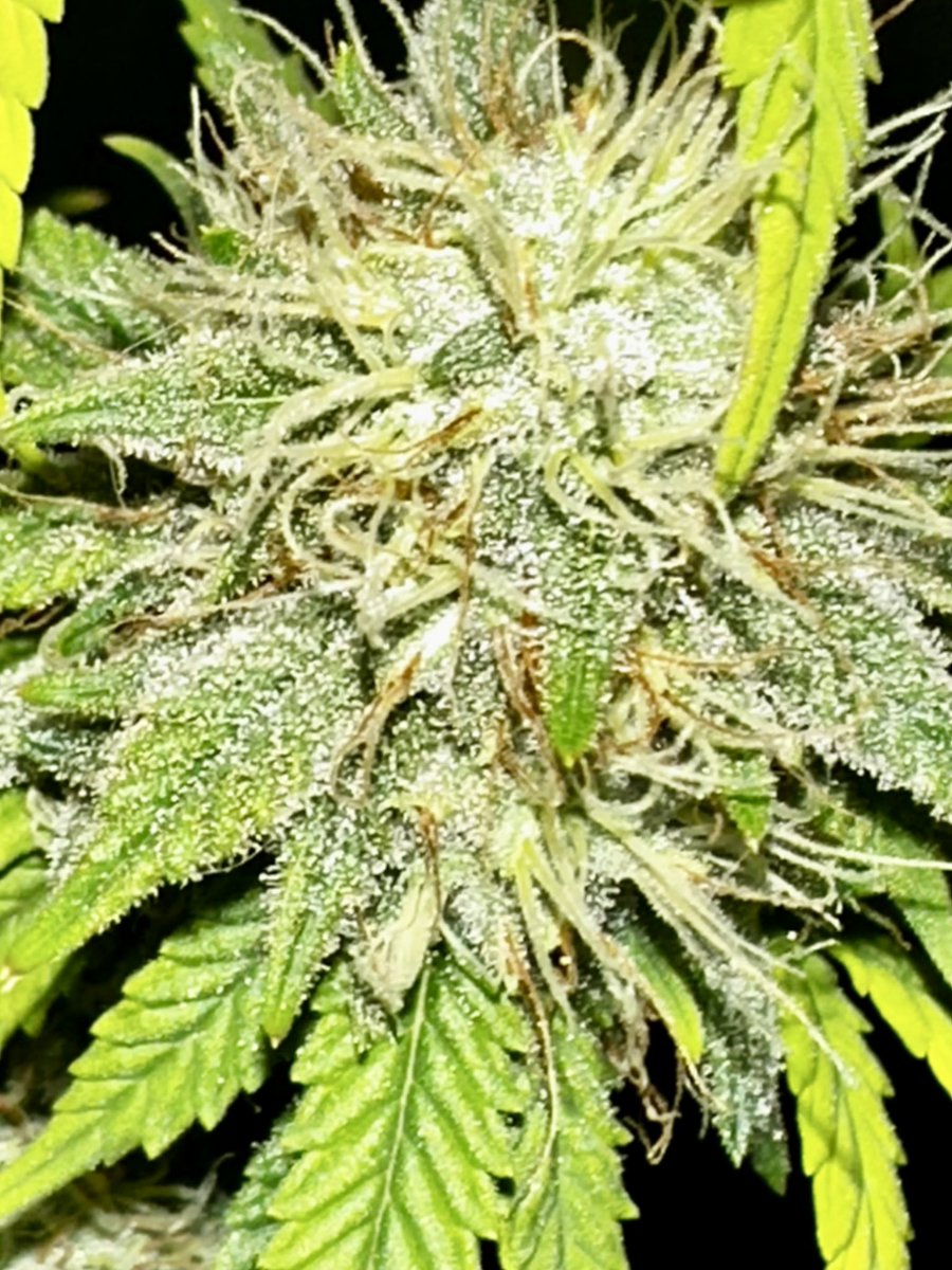 Dankmaster1996's tweet image. Dankmaster Crippy plant 3. Just about the halfway point. Wants to yellow a bit faster from variegation. All this will fill in very fast to finishing. Has an apple like smell so that tells me it's PTK in the odors, just hope not the floral flavor on the 1st hit  

#smallbatch