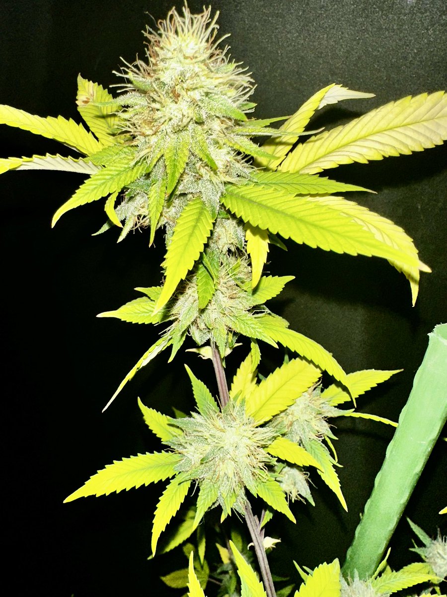 Dankmaster1996's tweet image. Dankmaster Crippy plant 3. Just about the halfway point. Wants to yellow a bit faster from variegation. All this will fill in very fast to finishing. Has an apple like smell so that tells me it's PTK in the odors, just hope not the floral flavor on the 1st hit  

#smallbatch