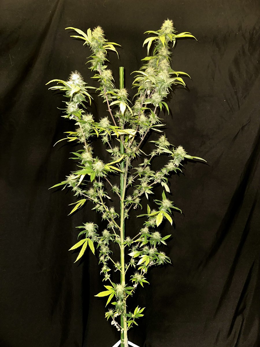 Dankmaster1996's tweet image. Dankmaster Crippy plant 3. Just about the halfway point. Wants to yellow a bit faster from variegation. All this will fill in very fast to finishing. Has an apple like smell so that tells me it's PTK in the odors, just hope not the floral flavor on the 1st hit  

#smallbatch