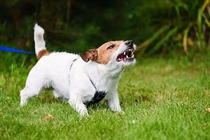 AreDogsOurBestFriends? tweet media