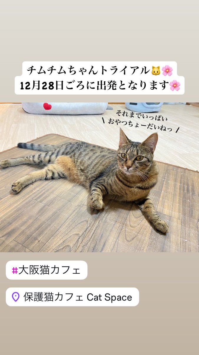 catspace_hogo's tweet photo. チムチムちゃんトライアル🐱🌸
12月28日ごろに出発となります🌸

#大阪猫カフェ #保護猫 https://t.co/CjEVJBcCGz