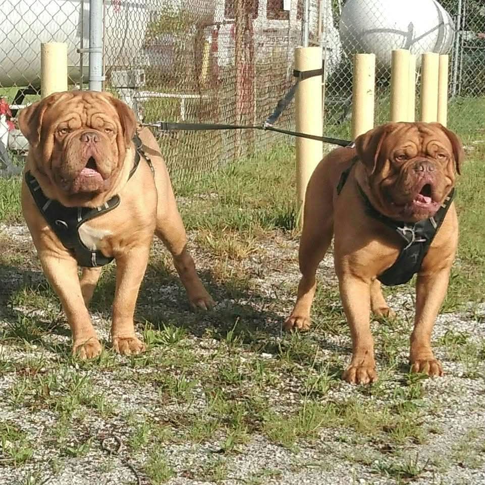 mafia_mastiff's tweet photo. The Mastiff Mafia Bubba and Oscar are French Mastiffs or Dogue De Bordeaux Brothers from the Pines of Southern Jersey. They're built for power with Big heads and broad chests they make a formidable duo. π Have a great evening my friends ππΎπΊπΈπΎ #BroPower @SeanSean252 https://t.co/Yc1CrvnwXs