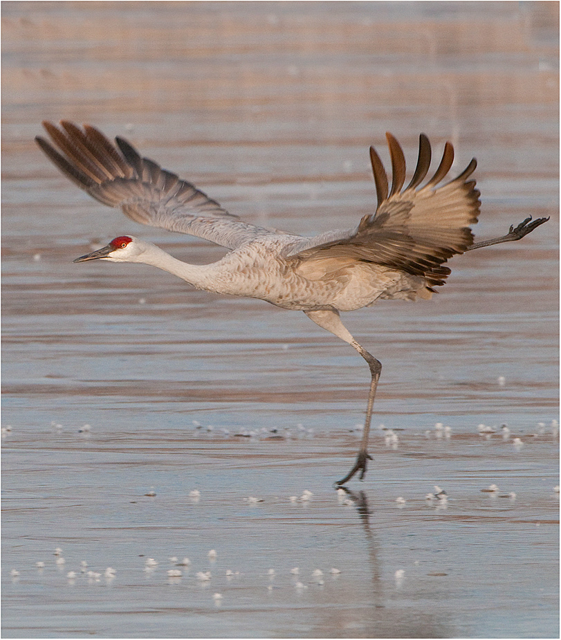 Spend your holidays with the cranes in Galveston Dec. 14-15! A certified Bird City, Galveston, is graced by the presence of elegant guests, the Sandhill Cranes!  Register at galvestonnaturetourism.org