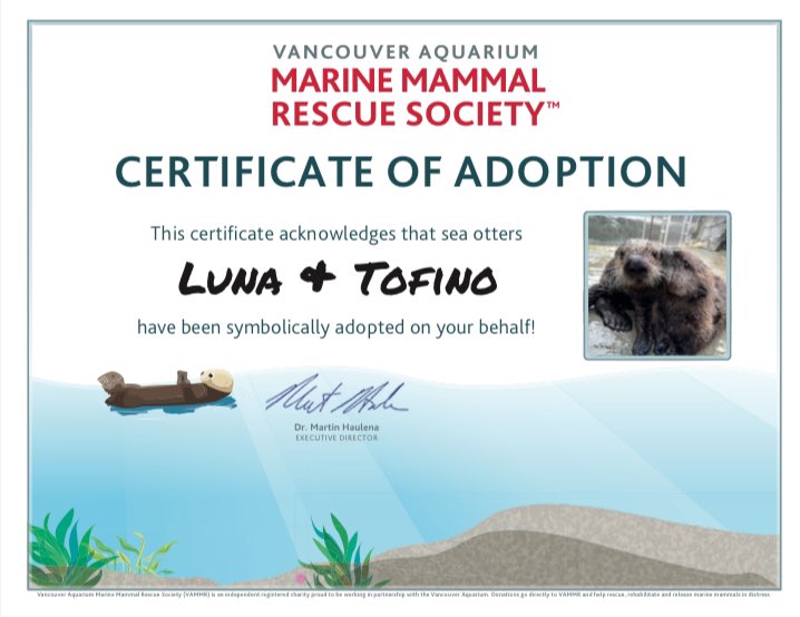 watch_pamosan's tweet photo. バンクーバー水族館に住む2頭の赤ちゃん保護ラッコ、TofinoとLunaの義母になりました。彼女たちの成長を見守っていきます🦦🦦📛🌙　#Tifino #Luna #VAMMR #ラッコ https://t.co/nyPHrThyo9
