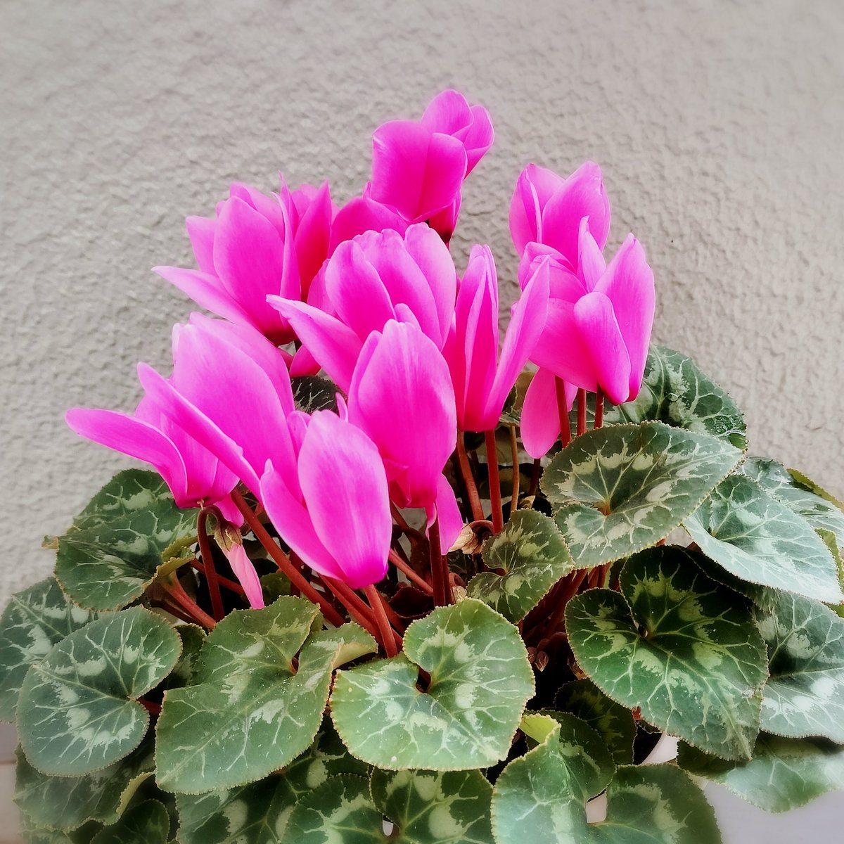 セール中◎韓国鉢(25)◎個別購入はご希望の番号をコメントお願いします♡ 寄せ鉢