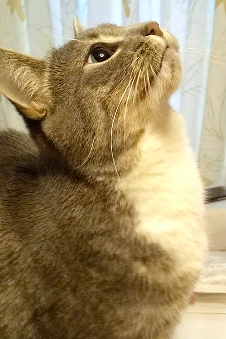 chihari_'s tweet photo. #モフ曜日  #ねこのいる幸せ #猫 #猫好き #猫の居る暮らし #猫がいる生活 https://t.co/S3k28zvqDd