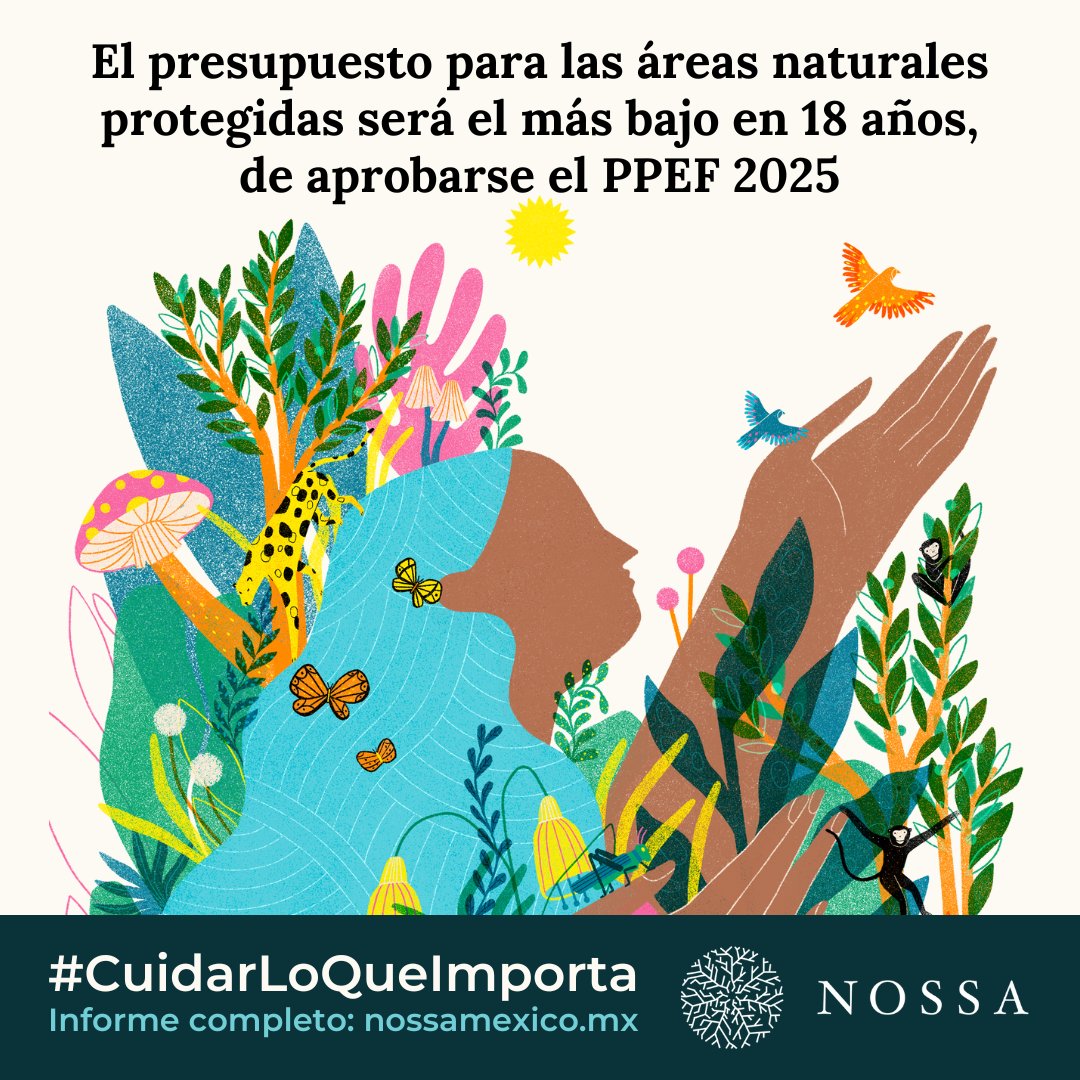 nossa_mexico's tweet photo. ¿Aún menos dinero para las #ÁreasNaturalesProtegidas? Sí, el #Presupuesto2025 para las ANP será el más bajo en casi 20 años.💸
Para contarte más nos vamos como hilo de media con los principales hallazgos de nuestro informe #CuidarLoQueImporta🪡👇
Descarga: https://t.co/kzvTzKQwF2 https://t.co/DXAuph6snQ