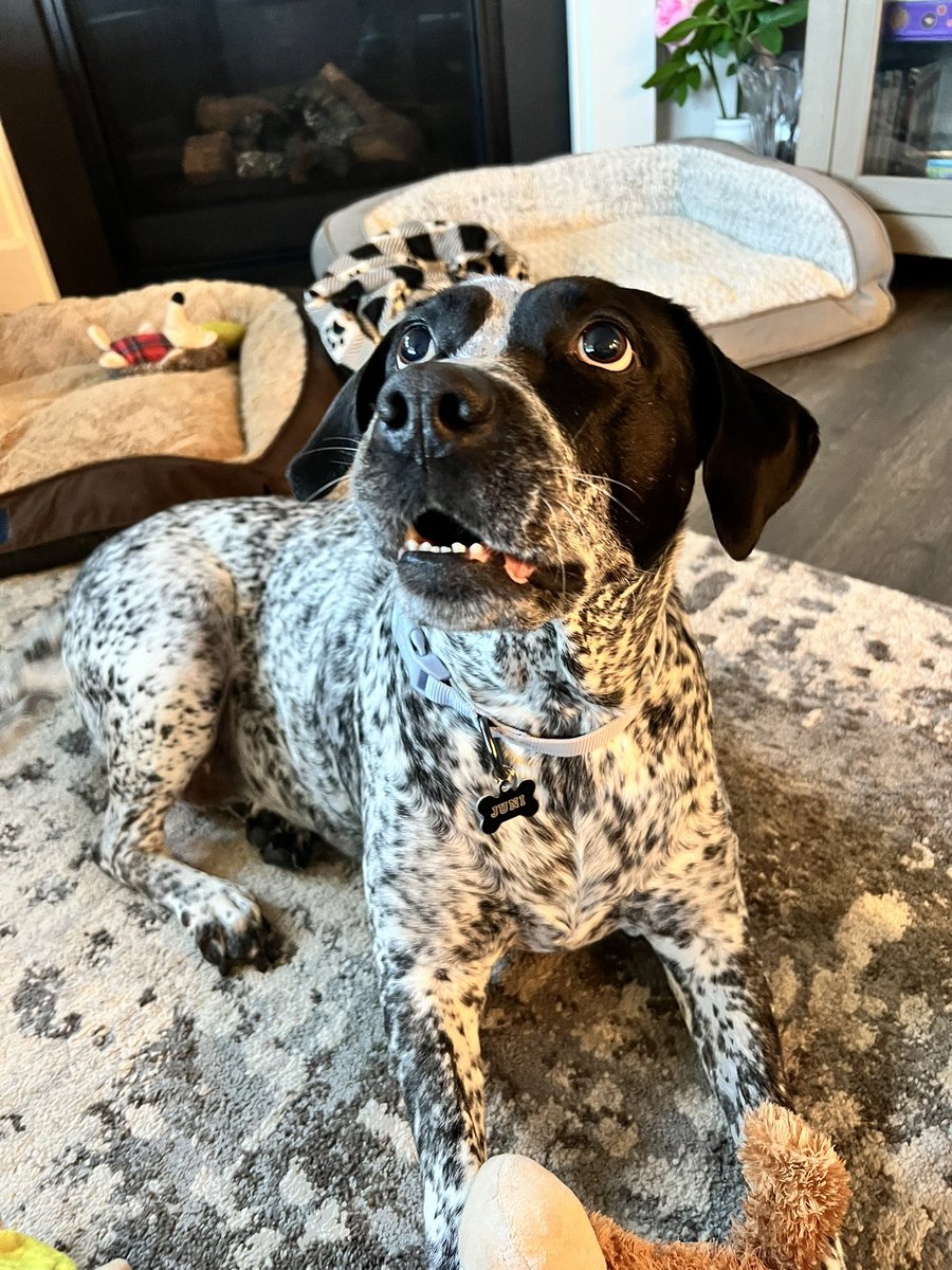 PawsAtHome's tweet image. Rolling out the new client #WelcomeWaggin for these two sweet, fun pups ❤️🐶🐾🥹