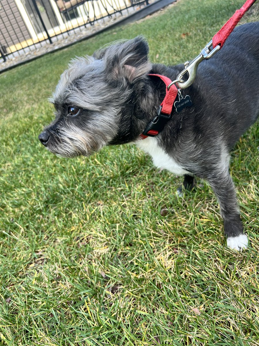 PawsAtHome's tweet image. Rolling out the new client #WelcomeWaggin for these two sweet, fun pups ❤️🐶🐾🥹