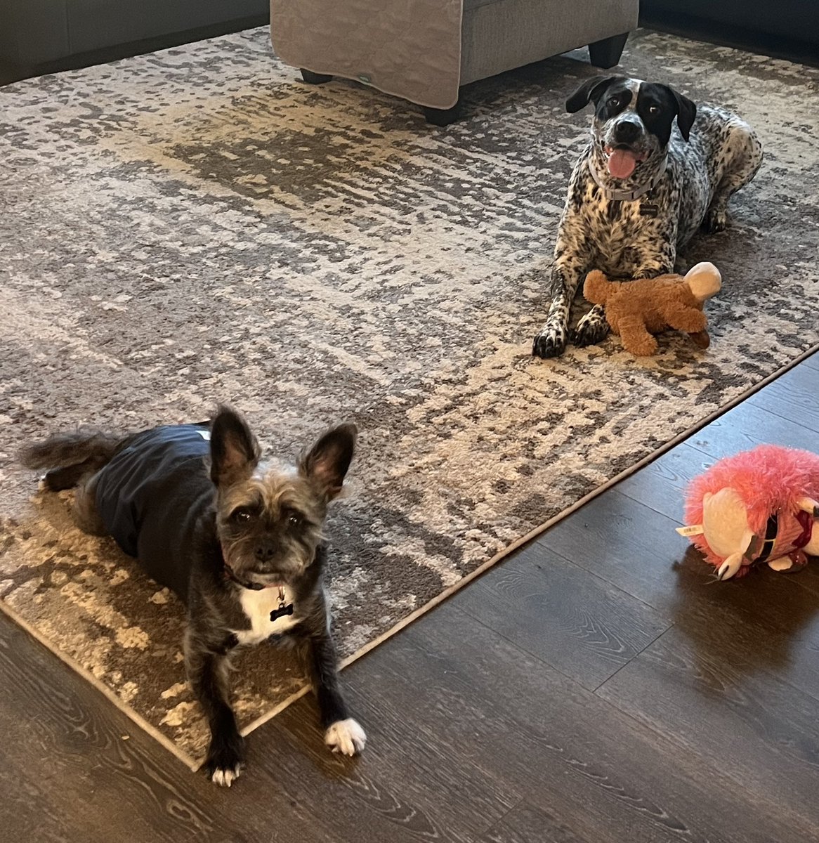 PawsAtHome's tweet image. Rolling out the new client #WelcomeWaggin for these two sweet, fun pups ❤️🐶🐾🥹