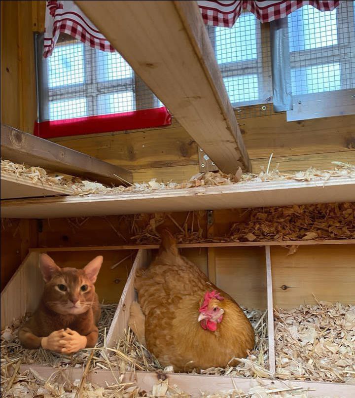 GRINCH 🔺 tweet media