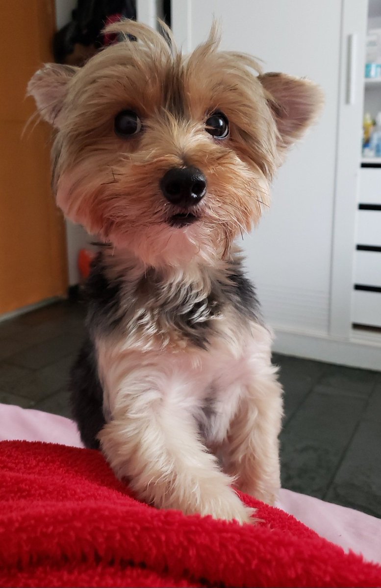 mjslarkin's tweet photo. Boa noite
Quem me acompanhava aqui, antes de eu pausar, sabia que eu tinha uma cachorrinha, sempre postava foto dela...
Tô aqui para dizer que ela faleceu ontem á noite, sei que ninguém perguntou mas só queria deixar esse parecer aqui.
Pipita, você sempre será celebrada! https://t.co/Nn2LNZ3Kqz