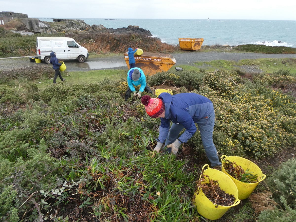 Guernsey Conservation Volunteers tweet media