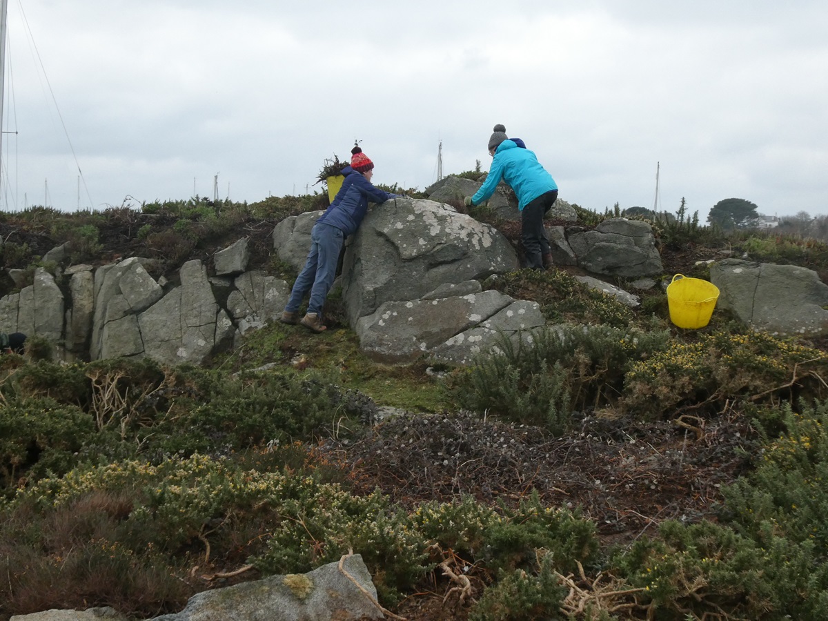 Guernsey Conservation Volunteers tweet media