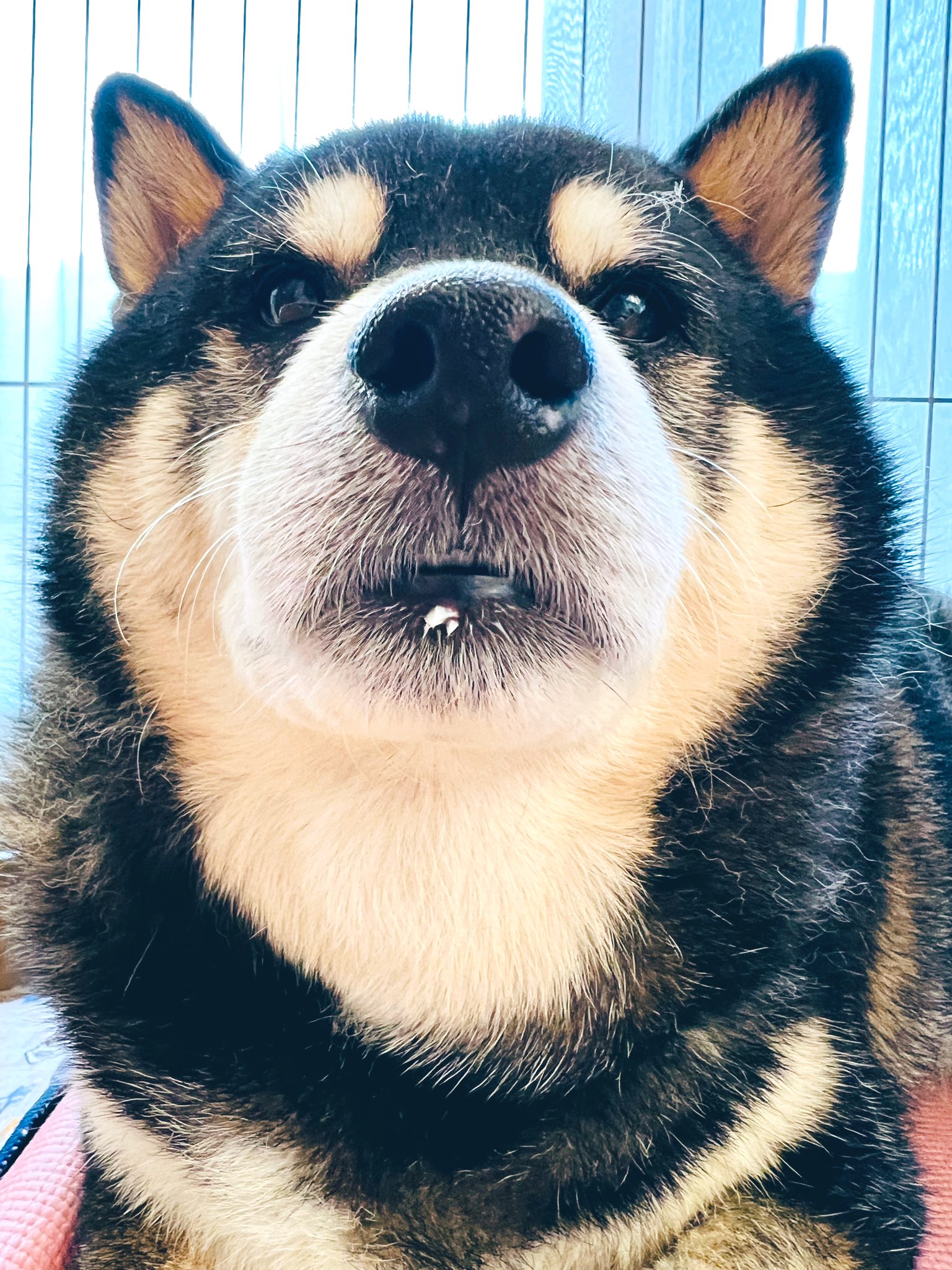 格安 超激レア、UZU立派なジョニー柴犬メス ルアー・フライ - ルアー