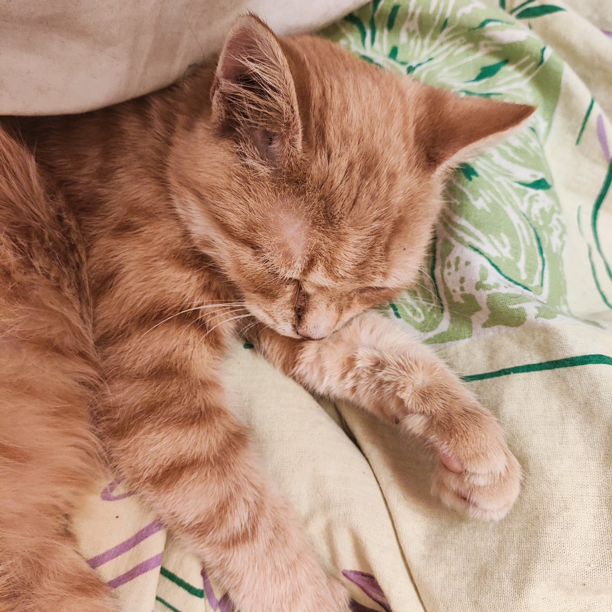 Опять кот
Не уходит из моей комнаты уже четвертый день