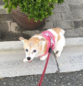 copenco_'s tweet photo. 12月12日ポッケ17歳のお誕生日🌈

今日はポッケが大好きだった玉子のお寿司を買って帰るからね🥚
これポッケ喜んでくれるかなぁって考えながら楽しく買い物するの久々だよ

飼い主はまだポッケの写真を見ると上手に呼吸ができなくなるけど頑張るからね🥲
大好きだよポッケ、会いたいよ https://t.co/TjcbOfCXYg