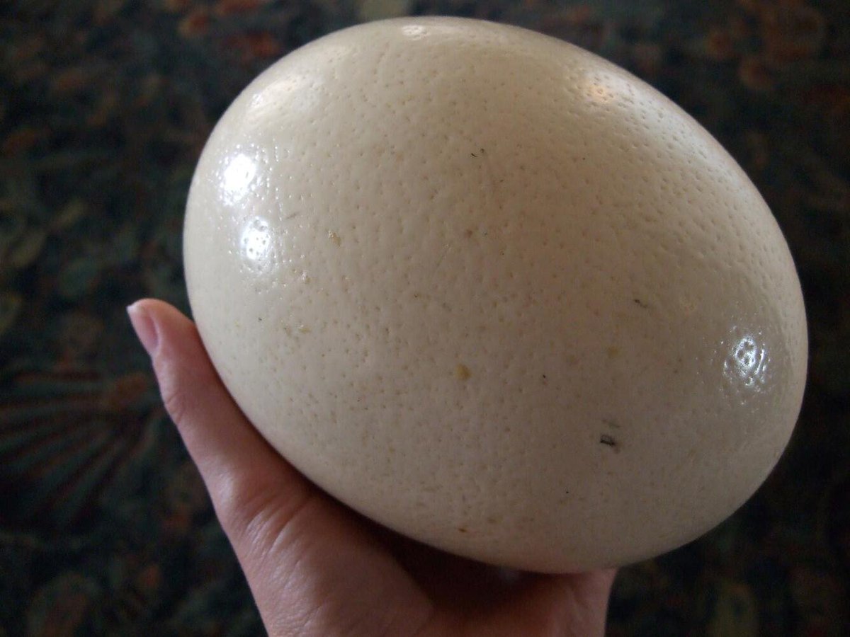 PSA ostrich chickens cost around $500 and lay 2 eggs a week that are the equivalent of 50 eggs each

You can also ride an adult ostrich like a horse

I'm buying an ostrich for christmas