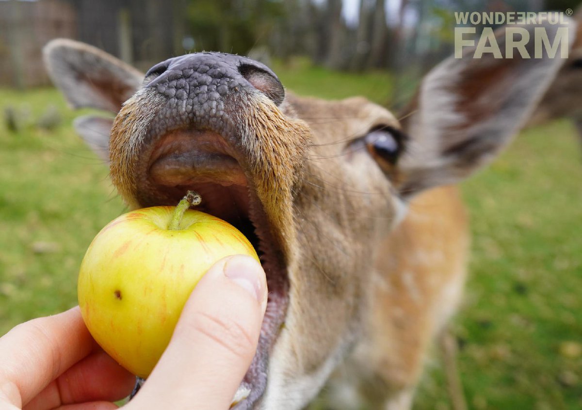 deershouldnt's tweet image. Does his greed know no bounds?