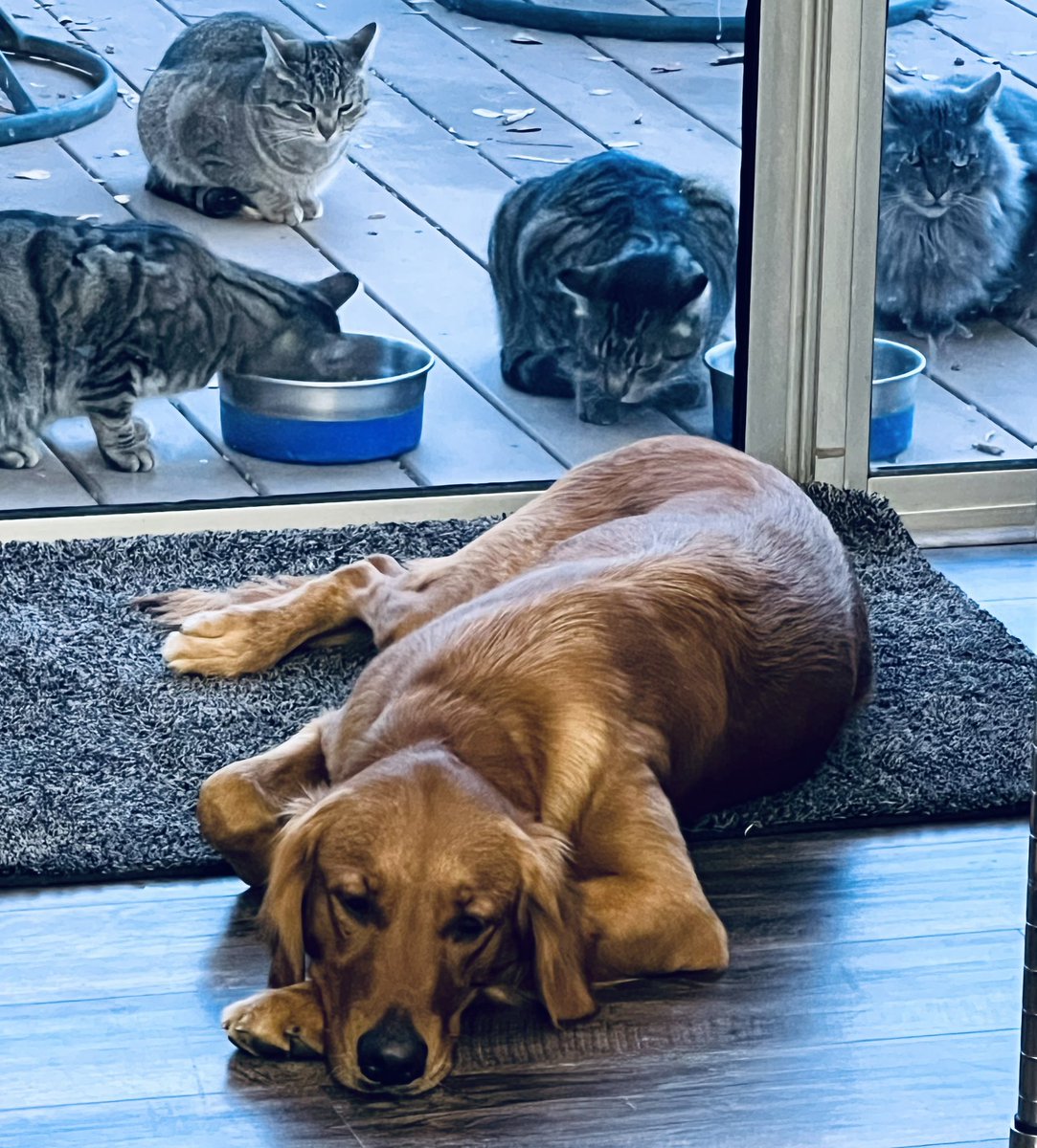 kaweahman's tweet image. Just another day at the zoo. The cats are plotting world domination outside while the dog's just like, 'Wake me up when dinner's ready.' 🐱🐶 #CatConspiracy #DogLife #InsideOutside #PetLife #FurryDrama