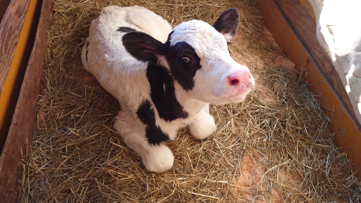 にょんにょん tweet media