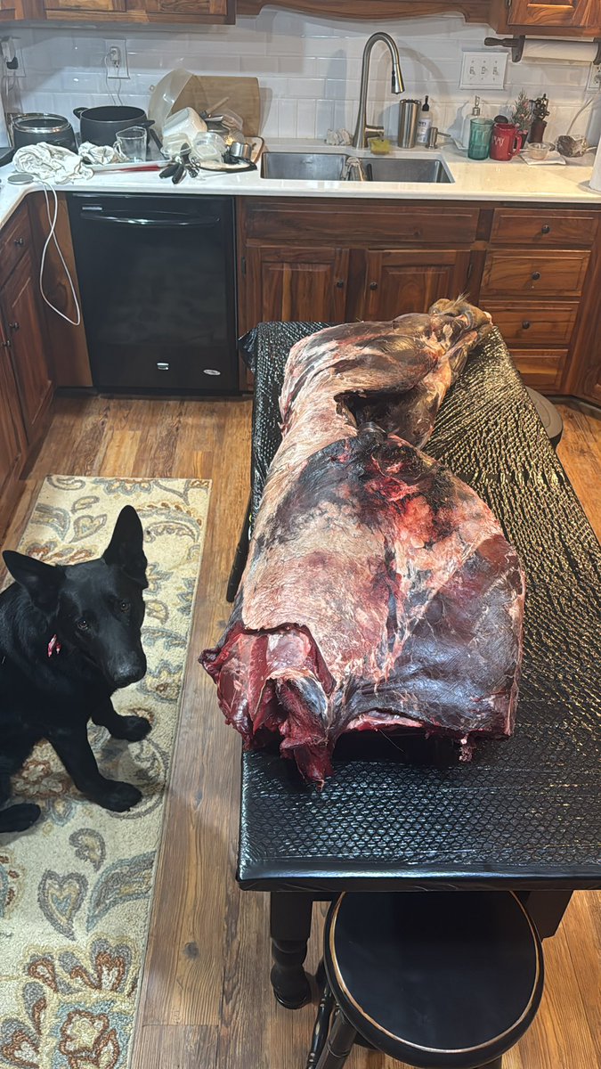 _iisaiah_'s tweet photo. Assuring food self reliance for myself. 

After the hunt is over I have the pleasure of access to a walk in cooler. Having the ability to hang the carcass for weeks takes out all off flavors known as “being gamey”. 
Personally I think nothing is gamey it is just the flavor of the animal. Most people are used to the corn/soy fed ration of meat animals in the USA, whereas when out on the natural forage of the land they can have the flavors of that land.  ( Nourishment : Fred Provenza)