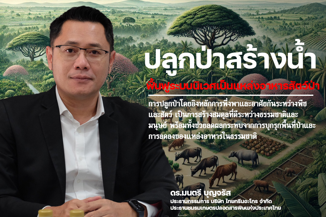 Montree_Boon's tweet photo. ปลูกป่าสร้างน้ำฟื้นฟูระบบนิเวศเป็นแหล่งอาหารสัตว์ป่า

พอดีได้มีโอกาสเดินทางไปยังจังหวัดจันทบุรี ไปเยี่ยม มิ่งรุจิราลัยฟาร์มแลน ของท่านอาจารย์นิติภูมิธณัฐ มิ่งรุจิราลัย  ซึ่งมีพื้นที่โดยประมาณ 400 ไร่ ที่นี่มีการรับเลี้ยงสัตว์จากการถูกเชือด ถูกฆ่าจากโรงฆ่าสัตว์ มีวัวควาย หมูป่า รวมกันหลายร้อยตัว ซึ่งก็มีข้อจำกัดในเรื่องอาหารการกินที่จะดูแลให้อิ่มหนำสำราญได้ตลอดทั้งปี 

จึงมีแนวคิดเรื่องการปลูกป่าเพื่อสนับสนุนการอยู่ร่วมกันระหว่างมนุษย์และสัตว์ป่า เป็นแนวทางหนึ่งที่คิดว่าการช่วยฟื้นฟูธรรมชาติและสร้างความยั่งยืนให้กับระบบนิเวศ โดยเฉพาะในพื้นที่ที่มีสัตว์ป่า เช่น ช้าง หมูป่า วัว และควาย การปลูกป่าที่ประกอบด้วยพืชหลายชนิด เช่น กล้วย ไม้ผล และไม้พี่เลี้ยงอย่างต้นมะเดื่อและต้นทองหลาง ไม่เพียงแต่ช่วยฟื้นฟูพื้นที่ป่าเสื่อมโทรม แต่ยังสร้างแหล่งอาหาร น้ำ และความชุ่มชื้นที่จำเป็นต่อการดำรงชีวิตของสัตว์ป่าอีกด้วย

การออกแบบการปลูกป่าเพื่อสัตว์ป่า

1. พืชตระกูลมะเดื่อ พบว่าในป่าแถว 3 จังหวัดภาคใต้ พบว่าแหล่งอาหารหลักของสัตว์ป่า มะเดื่อเป็นพืชที่มีผลให้สัตว์ป่ากินได้ตลอดทั้งปี เช่น ช้าง หมูป่า และนกหลายชนิด ผลของมะเดื่ออุดมไปด้วยสารอาหารที่จำเป็นต่อการดำรงชีวิตของสัตว์ อีกทั้งยังมีระบบรากลึกที่ช่วยอุ้มน้ำ รักษาความชุ่มชื้นในดิน เหมาะต่อการเป็นพืชพี่เลี้ยงที่ปลูกแซมกับไม้ผลอื่นๆ 

2.ต้นทองหลาง ไม้พี่เลี้ยงเพื่อการเจริญเติบโตของพืชอื่น ทองหลางมีคุณสมบัติพิเศษในการเพิ่มความอุดมสมบูรณ์ของดิน ด้วยการตรึงไนโตรเจนจากอากาศ และใบของมันที่ร่วงหล่นลงมาสามารถย่อยสลายกลายเป็นปุ๋ยธรรมชาติให้แก่พืชชนิดอื่น รวมถึงช่วยสร้างร่มเงาเพื่อปกป้องพืชที่ยังเล็ก เช่น กล้วยและไม้ผลต่าง ๆ พบว่าทางภาคใต้เกษตรกรมักปลูกแซมกับสวนทุเรียน มังคุด ทำให้สวนมีความยั่งยืน ทนแล้ง ทนฝน ได้เป็นอย่างดี

3.กล้วย  พืชที่ให้ทั้งอาหารและความชุ่มชื้น กล้วยเป็นพืชที่ปลูกง่าย โตเร็ว และมีผลเป็นอาหารของสัตว์ป่า เช่น ช้างและหมูป่า นอกจากนี้ ลำต้นของกล้วยยังสามารถกักเก็บน้ำได้ดี ช่วยสร้างความชุ่มชื้นให้กับพื้นที่  ซึ่งคิดว่ากล้วย นี้น่าจะเป็นพืชหลักๆ ในการปลูกเพื่อเป็นอาหารให้สัตว์ได้มีกินได้เกือบตลอดทั้งปี

4. ไม้ผล เสริมความหลากหลายของอาหาร ไม้ผล เช่น มะม่วง ขนุน มะขามป้อม ฝรั่ง ชมพุ่ ละมุด และลำไย เป็นแหล่งอาหารเพิ่มเติมที่ช่วยให้สัตว์ป่ามีอาหารหลากหลายตลอดทั้งปี อีกทั้งยังสร้างรายได้เสริมให้ชุมชนที่อยู่ใกล้เคียง

การสร้างระบบนิเวศที่สมดุล ระบบนิเวศป่าที่ออกแบบให้พืชและสัตว์พึ่งพาอาศัยกันเป็นแนวทางสำคัญที่ช่วยให้ป่าสามารถฟื้นตัวได้อย่างยั่งยืน เช่น ใบของต้นทองหลางที่ร่วงหล่นช่วยเพิ่มอินทรียวัตถุในดินและเป็นปุ๋ยให้กับพืชอื่น ผลมะเดื่อและผลไม้จากต้นอื่นๆ ถูกสัตว์ป่ากินและกระจายเมล็ดผ่านมูลสัตว์ ซึ่งช่วยเพิ่มความหลากหลายทางชีวภาพของพืช ลำต้นและใบกล้วยช่วยรักษาความชุ่มชื้นในดินและสร้างสภาพแวดล้อมที่เหมาะสมสำหรับสัตว์ขนาดเล็ก

การบริหารจัดการเพื่อความยั่งยืน

1. การปลูกป่าแบบผสมผสาน การปลูกพืชหลากหลายชนิดในพื้นที่เดียวกันช่วยลดปัญหาการแย่งทรัพยากรในดินและเพิ่มความหลากหลายของระบบนิเวศ

2. การใช้น้ำหมุนเวียนและการจัดการปุ๋ยธรรมชาติ การสร้างระบบเก็บกักน้ำ เช่น บ่อพักน้ำหรือการปลูกพืชที่ช่วยอุ้มน้ำ ช่วยลดความแห้งแล้งในพื้นที่ ส่วนใบไม้ที่ร่วงหล่นสามารถเปลี่ยนเป็นปุ๋ยได้ตามธรรมชาติ โดยไม่ต้องพึ่งพาปุ๋ยเคมี

3. การมีส่วนร่วมของชุมชน ชุมชนสามารถมีบทบาทสำคัญในการปลูก ดูแล และเก็บเกี่ยวผลผลิตจากป่า รวมถึงการใช้ป่าเป็นแหล่งเรียนรู้และการท่องเที่ยวเชิงนิเวศ

ผลลัพธ์ที่คาดหวัง เพื่อบูรณาการไปยังสัตว์สัตว์ป่าที่มักเป็นข่าวกับชตลอดปีด้วย เช่น ช้าง  หรือในพื้นที่เป้าหมาย คือ หมูป่า วัว และควาย ให้มีอาหารและน้ำเพียงพอตลอดปี สร้างระบบนิเวศมีความหลากหลายทางชีวภาพเพิ่มขึ้น  ชุมชนได้รับประโยชน์จากทรัพยากรป่าไม้และสร้างความสัมพันธ์ที่ดีระหว่างมนุษย์และสัตว์ป่า

การปลูกป่าโดยอิงหลักการพึ่งพาและอาศัยกันระหว่างพืชและสัตว์ เป็นการสร้างสมดุลที่ดีระหว่างธรรมชาติและมนุษย์ พร้อมทั้งช่วยลดผลกระทบจากการบุกรุกพื้นที่ป่าและการลดลงของแหล่งอาหารในธรรมชาติ ถือเป็นแนวทางที่ส่งเสริมทั้งการอนุรักษ์และการพัฒนาอย่างยั่งยืนในระยะยาว
 
ท่านใดสนใจที่จะบริจาคหรือแนะนำแหล่งพันธุ์กล้วย ทองหลาง มะเดื่อ หรือพืชไม้ผลที่จำเป็น ติดต่อนะนำมาได้ที่ ชมรมเกษตรปลอดสารพิษแห่งประเทศไทย https://t.co/bJ7ZqSO9Sm หรือโทร.02 9861680 ถึง 2 นะครับ

ดร.มนตรี บุญจรัส
ประธานกรรมการ บริษัท ไทยกรีนอะโกร จำกัด
ประธานชมรมเกษตรปลอดสารพิษแห่งประเทศไทย
#ผู้ติดตาม #เกษตรอินทรีย์ #เกษตรปลอดภัย #สารชีวภัณฑ์ #ป้องกันแมลง #เกษตรพอเเพียง #เกษตรปลอดสาร #เกษตรกร #เกษตรกรรุ่นใหม่ #เกษตรผสมผสาน #ไทยกรีนอะโกร #ไทยกรีนอะโกรชมรมเกษตรปลอดสารพิษ #อย่าปิดกันการมองเห็น