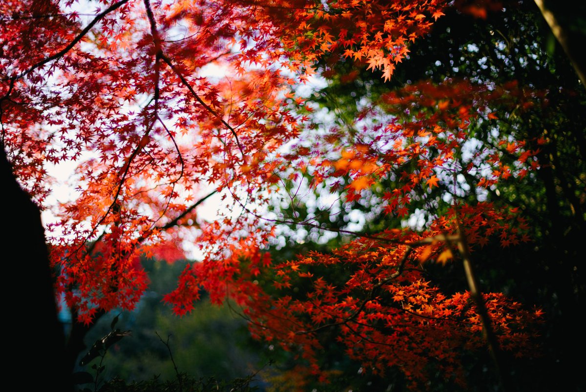 takcam2755's tweet photo. Planarで撮る紅葉 https://t.co/ahM3ces2km