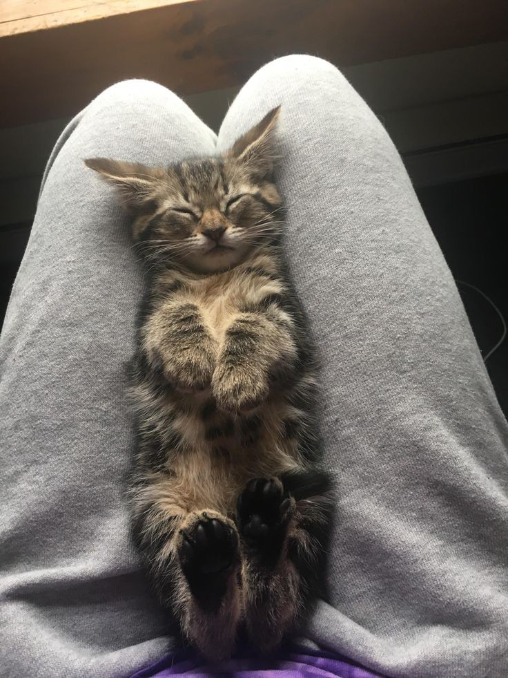 POMPONDEAREST's tweet photo. ㅤㅤ( sat on reader's lap like this. ) https://t.co/maf2L7QfGv