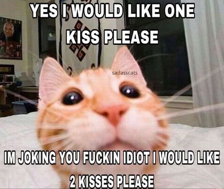 Luna🐾🐶 (@lunaetastrum) on Twitter photo 