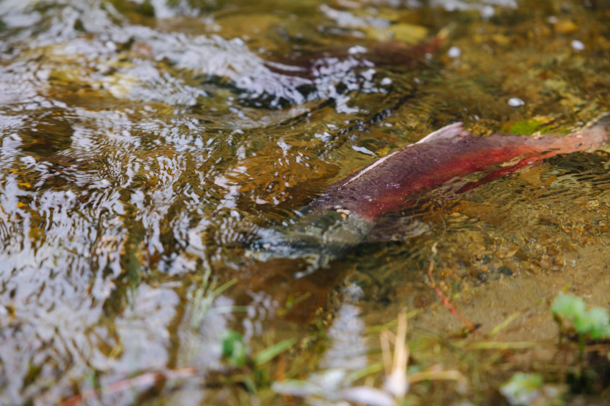 Washington Department of Fish & Wildlife tweet media