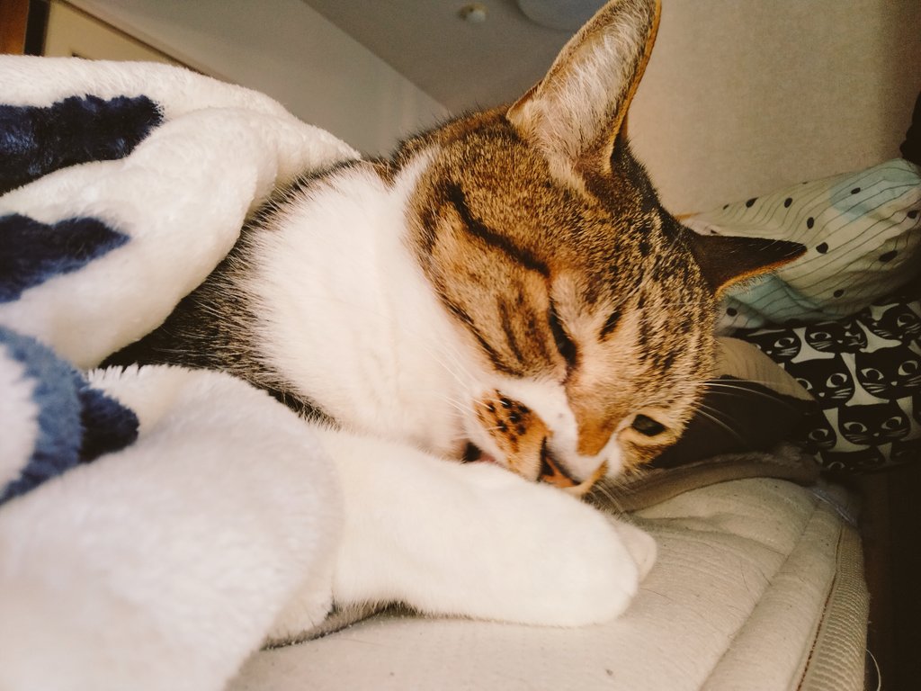 machabowling's tweet photo. おはようございます😺😊
寒いからお手入れも毛布の中で😊😺

 #cats #catsoﬁnstagram #catslover #lovecats #instacats #ねこすたぐらむ #ねこ #ねこのきもち #ねこすき #catweet #にゃんだふるらいふ #ねことの暮らし #ねこのいる生活 #ねこずきさんと繋がりたい https://t.co/KVBsW8bgQY