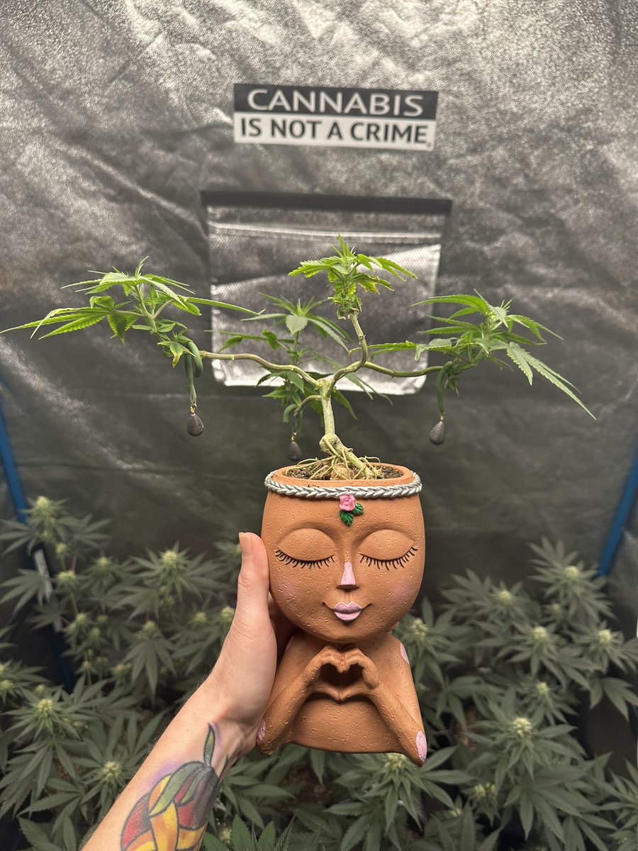 HighlyGanjanous's tweet photo. This Nebari exposed root bonsai is going well ๐ฅฐ
#cannabonsai
#dankbabe
#cannabiscommunity https://t.co/JgPBr6tAjM