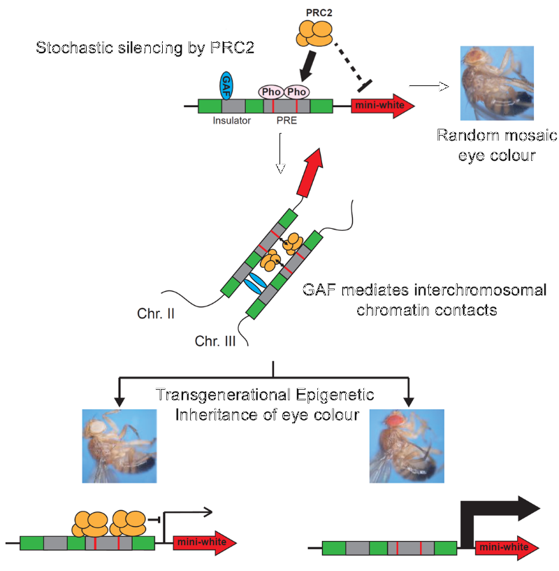 InstituteHumGenetics tweet media