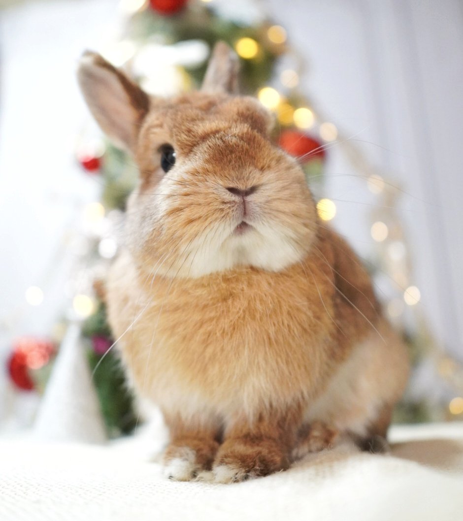 ・Ｙ・
#うさぎのキャロル