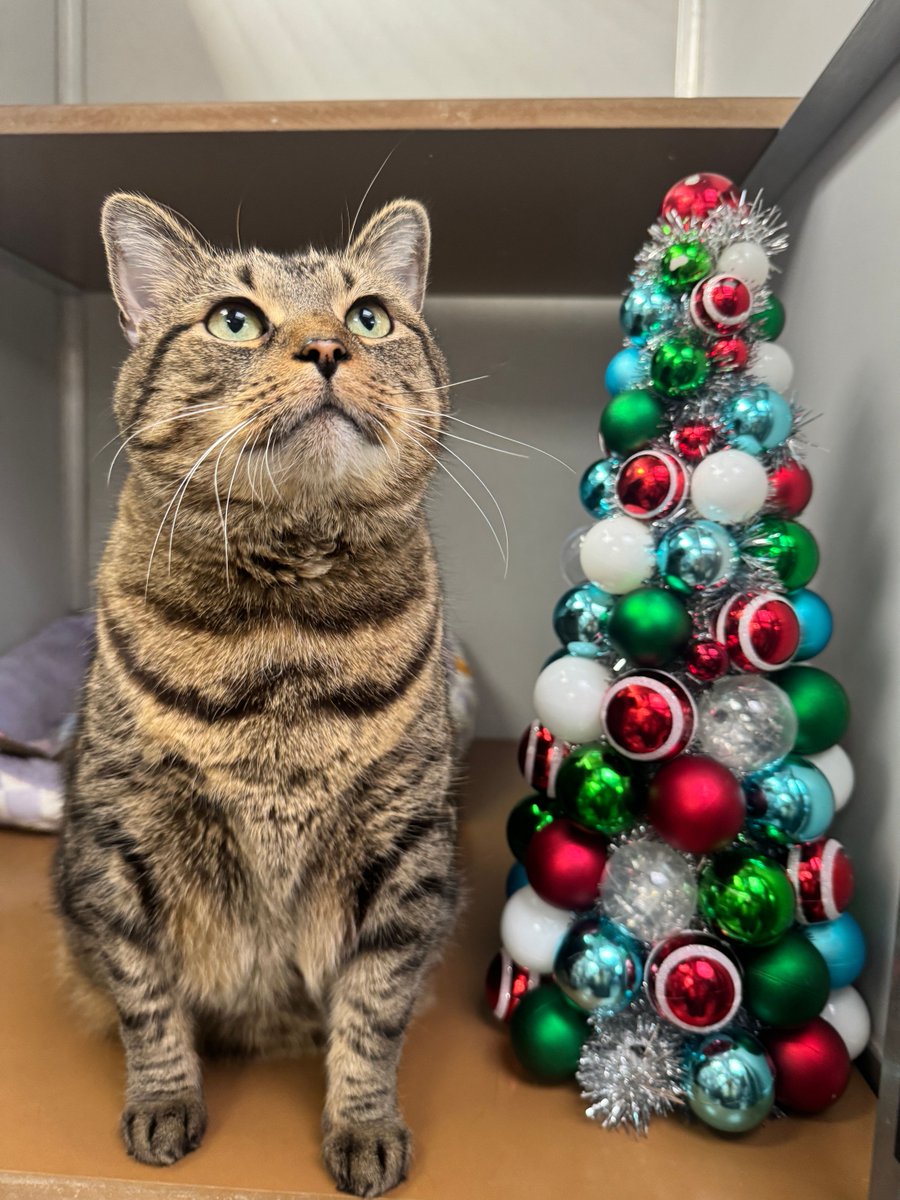 PSPCA's tweet photo. Hi Santa,

Meow! It’s Bailey. This Christmas, I’m asking for a special home. I’m a big cat with an even bigger personality. I need a cat-experienced family who’ll love me for my quirks. I know you can work your magic, Santa!

Purrs,
Bailey (Your Majesty) https://t.co/0QtxQ1HId3