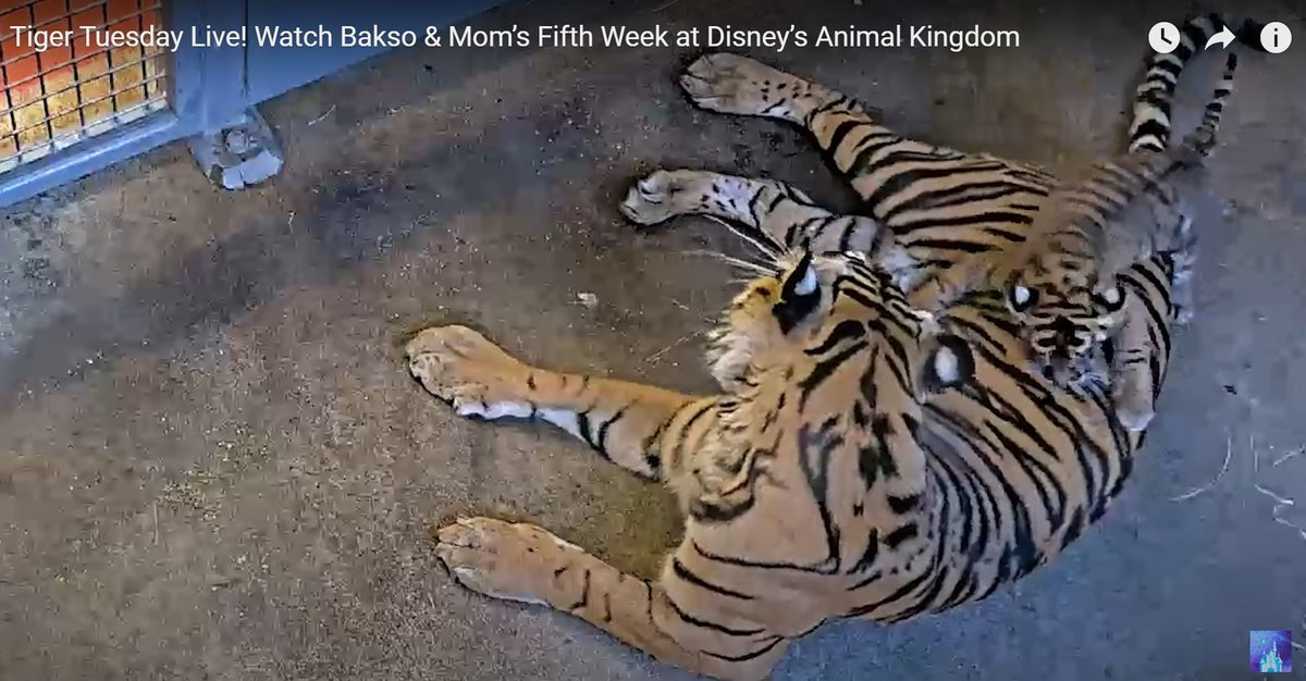 BaksoOnETH's tweet photo. In this livestream, we saw that $Bakso has learned to play around, he is becoming more and more active and mischievous. Everything seems to be going very well and is on the right track that Disney has planned. The day $Bakso is released to the public will not be far away. https://t.co/aYChmcvlLb
